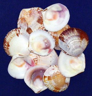 Glycymeris Cockle,  Clam,  Scallop,  Pecten Shells Craft/supply 1 - 1/2 " - 2 " (30 Shells)