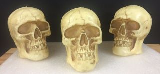 Halloween Plastic Skulls - Set Of 3 Skulls - Skeleton Head - Skeletal Remains