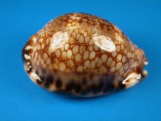Cypraea Maculifera Martybealsi,  Heavy Callous,  63.  1mm,  Marquesas Shell