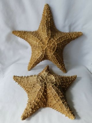 2 - Large Real Starfish Display Beach Sand