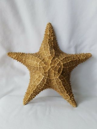 2 - Large Real Starfish Display Beach Sand 2