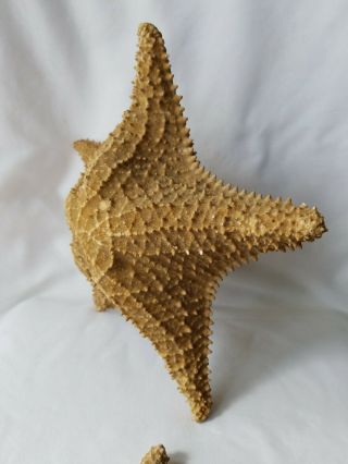 2 - Large Real Starfish Display Beach Sand 3