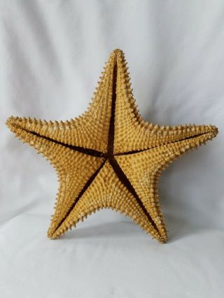 2 - Large Real Starfish Display Beach Sand 4