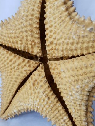 2 - Large Real Starfish Display Beach Sand 5