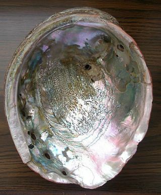 Vintage X - Large Abalone Shell 8 1/2 "