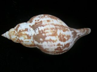 Fasciolaria Tulipa 137 Mm Color And Pattern,  Great Lip,  A Keeper