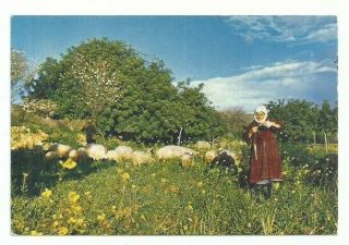 Cyprus Post Card Woman Spinning Wool
