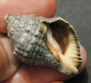 Stramonita Floridana Shell Seashell 36 Mm Florida