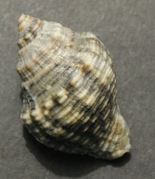 STRAMONITA FLORIDANA Shell Seashell 36 mm FLORIDA 2