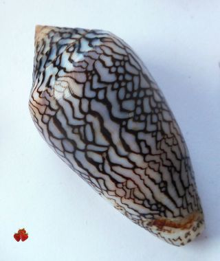 Conus textile f.  albospiratus Madagascar,  58 mm F,  Great snake pattern, 2