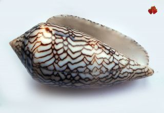 Conus textile f.  albospiratus Madagascar,  58 mm F,  Great snake pattern, 3