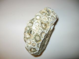 Fossilized Bee Or Wasp Nest Found In Kentucky In 1950 