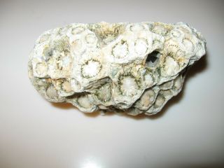Fossilized bee or wasp nest found in Kentucky in 1950 ' s 2