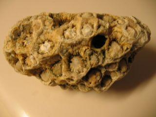 Fossilized bee or wasp nest found in Kentucky in 1950 ' s 5