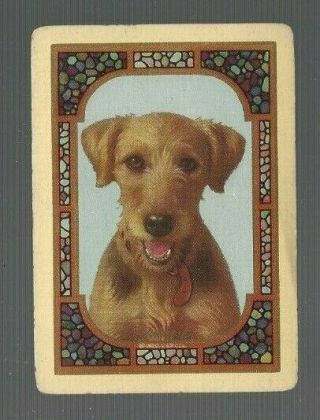 Swap Playing Cards 1 Vint U.  S Wide Nmd " Airdale " Dog Awesome Border Us122