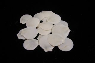 30 White Sun And Moon Shells Scallop Seashells