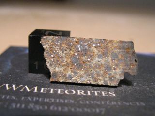 Meteorite Nwa 10078 - L4 With Well Formed,  Large Chondrules.