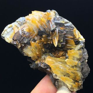 127gNatural Yellow Dog Tooth Wheels Calcite Crystal Cluster Mineral Specimen 3