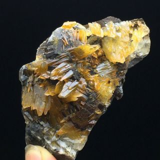 127gNatural Yellow Dog Tooth Wheels Calcite Crystal Cluster Mineral Specimen 4