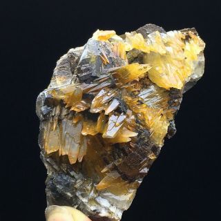 127gNatural Yellow Dog Tooth Wheels Calcite Crystal Cluster Mineral Specimen 5