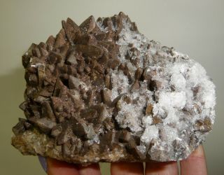 Dino: Xl Dogtooth Calcite Crystal Specimen,  Mexico - 358 G - Display