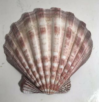 Extra Large Scallop Sea Shell Size 5.  25 H X 5.  5 W Imperfections