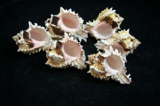 3 Pink Murex Regius Sea Shell Seashell 3 To 4 Inches Hermit Crab
