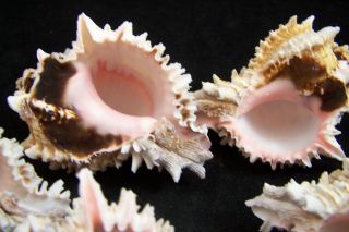 3 Pink Murex Regius Sea Shell Seashell 3 To 4 Inches Hermit Crab 2
