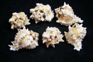 3 Pink Murex Regius Sea Shell Seashell 3 To 4 Inches Hermit Crab 3