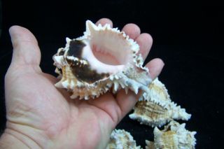 3 Pink Murex Regius Sea Shell Seashell 3 To 4 Inches Hermit Crab 4
