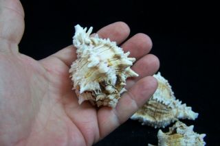 3 Pink Murex Regius Sea Shell Seashell 3 To 4 Inches Hermit Crab 5