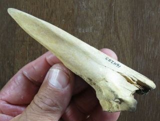 Very Fine,  Polished,  Mississippian Deer Bone Awl,  Louisiana X Beutell,  L.  4 3/4