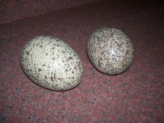 Speckled Easter Eggs Set Of Two Ceramic