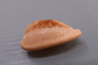 Cypraea - Cypraeovula capensis capensis - 28.  9 mm F,  /GEM - Z8943 2