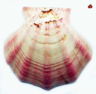 Med.  Flexopecten Glaber Proteus Var.  Radiata Italy,  54,  6 Mm Rare Pink Rays