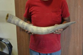 Raw Unfinished Cow Horn Scrimshaw Carving Craft Decor 28 " M6