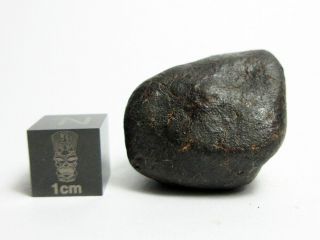 Nwa X Meteorite 17.  60g Cool Cosmic Chondrite W/ Rollover Rimming