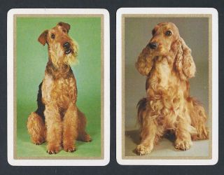950.  258 Vintage Swap Card - Near Pair - Airedale & Cocker Spaniel