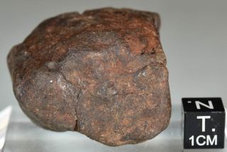 Complete Chondrite Meteorite NWA 77,  9 g Sahara 4