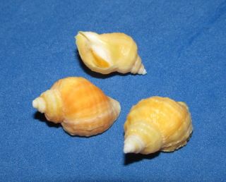 Seashells Nucella Emarginata,  Stolin Island,  Alaska.  3 Shells Mre0379