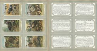 Liebig,  Set 6 Cards,  F1570f (french),  1953,  Birds That Cannot Fly,  Kiwi,  Ostrich