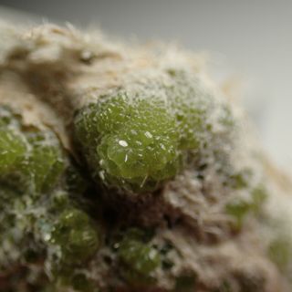 Demantoid Green Andradite Garnets In Asbestos Malenco Valley,  Italy