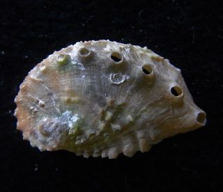 Seashell Haliotis Jacnensis 15/16mm F,
