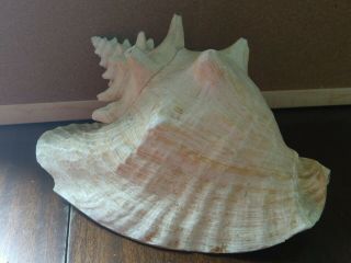 Large Vintage Queen Conch Pink Shell Seashell Nautical Or Beach Decore