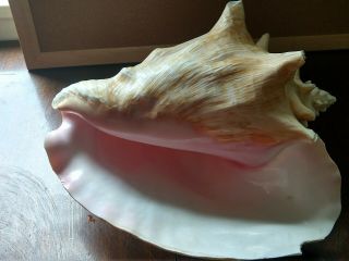 Large Vintage Queen Conch Pink Shell Seashell Nautical or Beach Decore 2