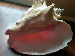 Large Vintage Queen Conch Pink Shell Seashell Nautical or Beach Decore 3