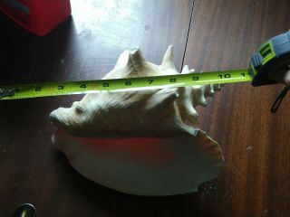 Large Vintage Queen Conch Pink Shell Seashell Nautical or Beach Decore 4