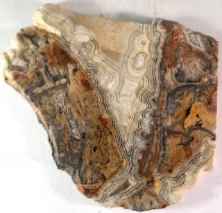 Crazy Lace Agate Slab For Display Or Cabbing