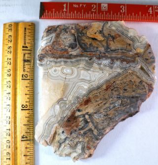 Crazy Lace Agate Slab for Display or Cabbing 5