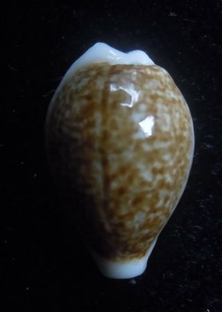 Seashell Cypraea Dayritiana Dani With Mantle Line 19.  9mm Gem